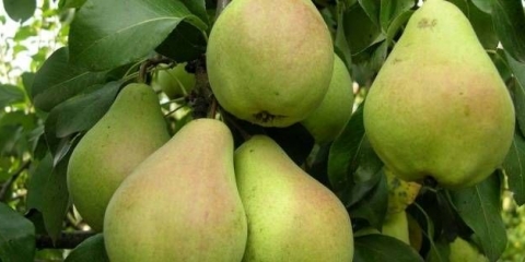 Novembar zimska kruška